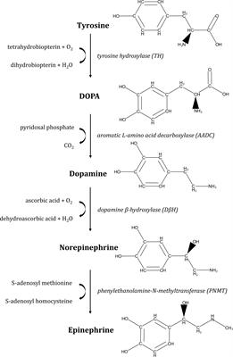 Inter-Kingdom Signaling of Stress Hormones: Sensing, Transport and Modulation of Bacterial Physiology